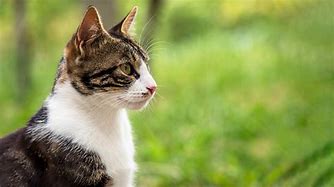 Image result for Cat Side View