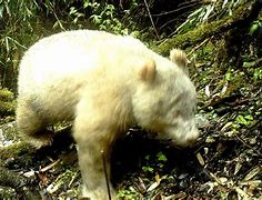 Image result for Albino Panda Cub