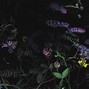 Image result for Black Floral Background