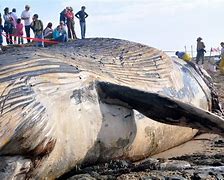 Image result for Blue Whale On Beach