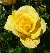 Image result for Rose Gold Floral