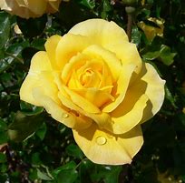 Image result for Sparkly Rose Gold