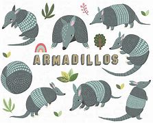Image result for Armadillo Artwork