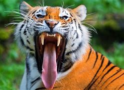 Image result for Coolest Animal Pics