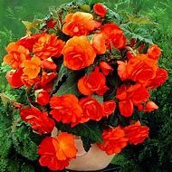 Image result for Begonia Pendula Cascade -oranje-