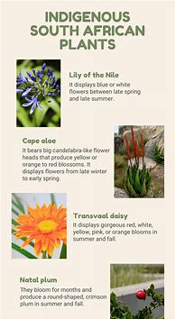 Image result for Exotic South African Plants List