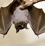 Image result for Dangerous Bats