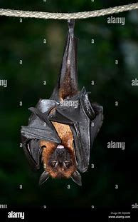 Image result for Pteropus Sp