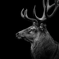 Image result for Animals in Black and White