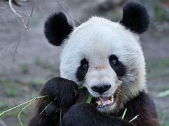 Image result for Giant Panda Smiling