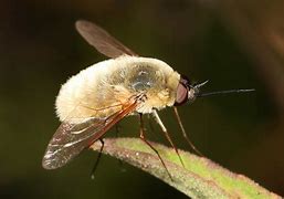 Image result for Brown Bee Fly