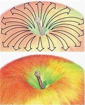 Image result for How to Draw a Teacher Apple