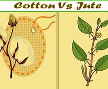 Image result for Difference Between Yarn and Wool