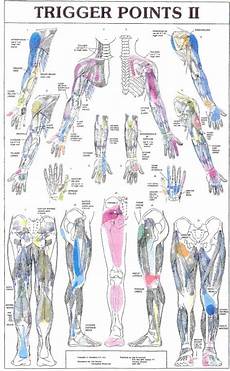 Trigger Point Acupuncture True Acupuncture Phoenix