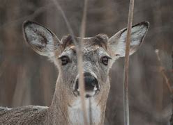Image result for Whitetail Deer with Canine Teeth