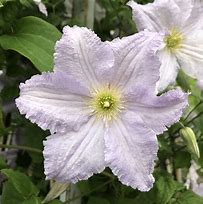 Image result for Herbaceous Clematis in Blue