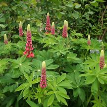 Image result for Lupinus My Castle