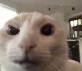 Image result for Cat Looking at Camera Meme