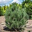 Résultat d’images pour Pinus uncinata Paradekissen