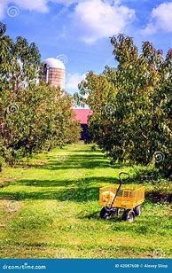 Image result for Apple Trees in KY