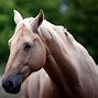 Image result for Horse Head Wallpaper
