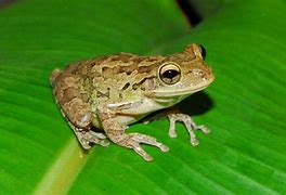 Image result for Cuban Tree Frog Classification Chart