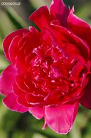 Bildergebnis für Paeonia lactiflora Red Magic