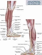 Image result for Lower Leg and Foot Anatomy