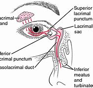 Image result for lacrimal