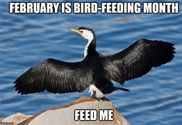 Image result for February Bird Meme