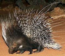 Image result for Porcupine Quill Barbs