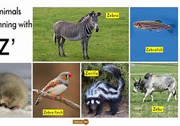Image result for Animals with Letter Z