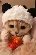 Image result for Funny Baby Cats