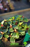 Image result for Rhododendron (R) Scarlet Wonder