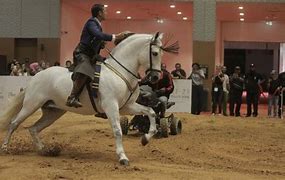 Image result for E Dubai Horse