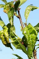 Image result for Peach Plant with Peach Leaf Curl Desease