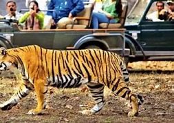 Image result for Pachmarhi Tiger