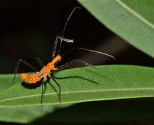 Image result for "assassin-bugs"
