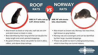 Image result for Norway Rat vs Roof Rat