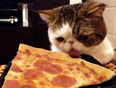Image result for Cat Eating Sausage Pizza