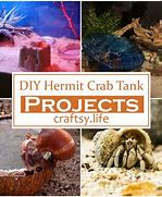 Image result for DIY Hermit Crab Tank
