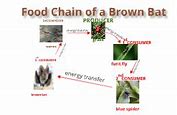 Image result for Albino Bat Food Chain