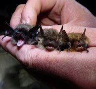 Image result for Bat Species List