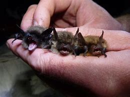 Image result for Texas Bat Species
