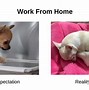 Image result for Suspicious Chihuahua Meme