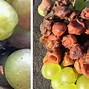 Image result for Grape Sour Rot