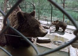Image result for Bigfoot vs Bear