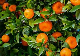 Image result for Mandarin Oranges
