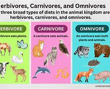 Image result for Omnivore Eating