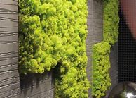 Image result for Vertical Moss Garden
